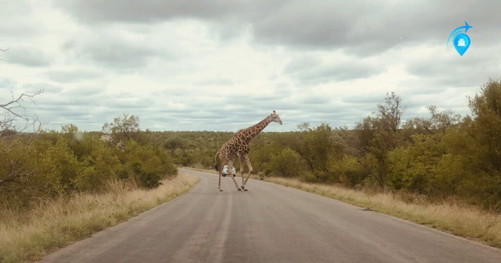 Kruger National Park&nbsp;- BIG SAFARI DESTINATION
